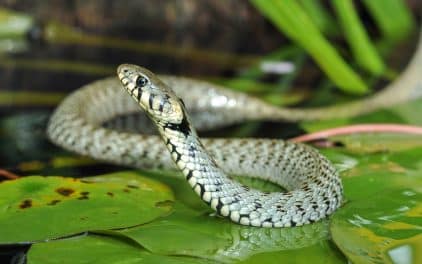 consecuencias-serpiente-charca